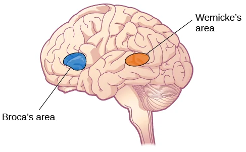 Blog placeholder image for Language Areas: Broca & Wernicke